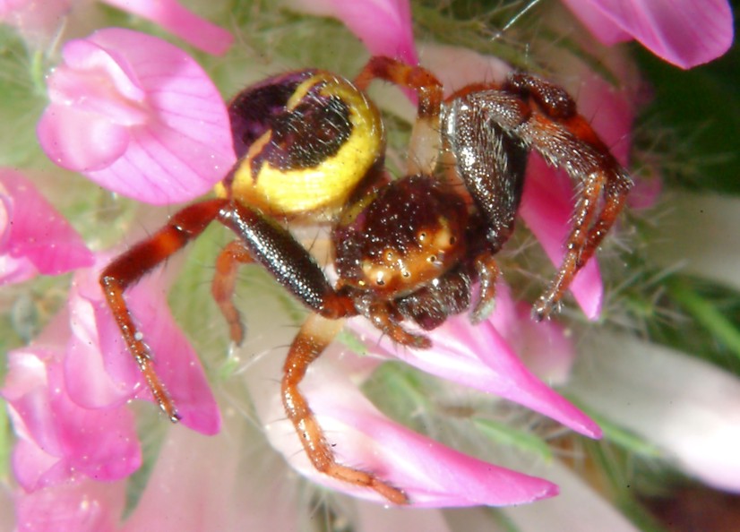 Macrofotografia (anche per micologi)